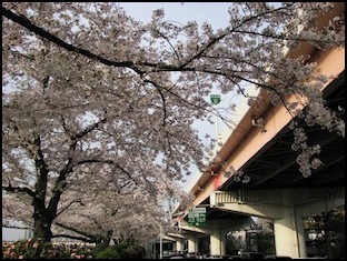 Sakura_trees_-05